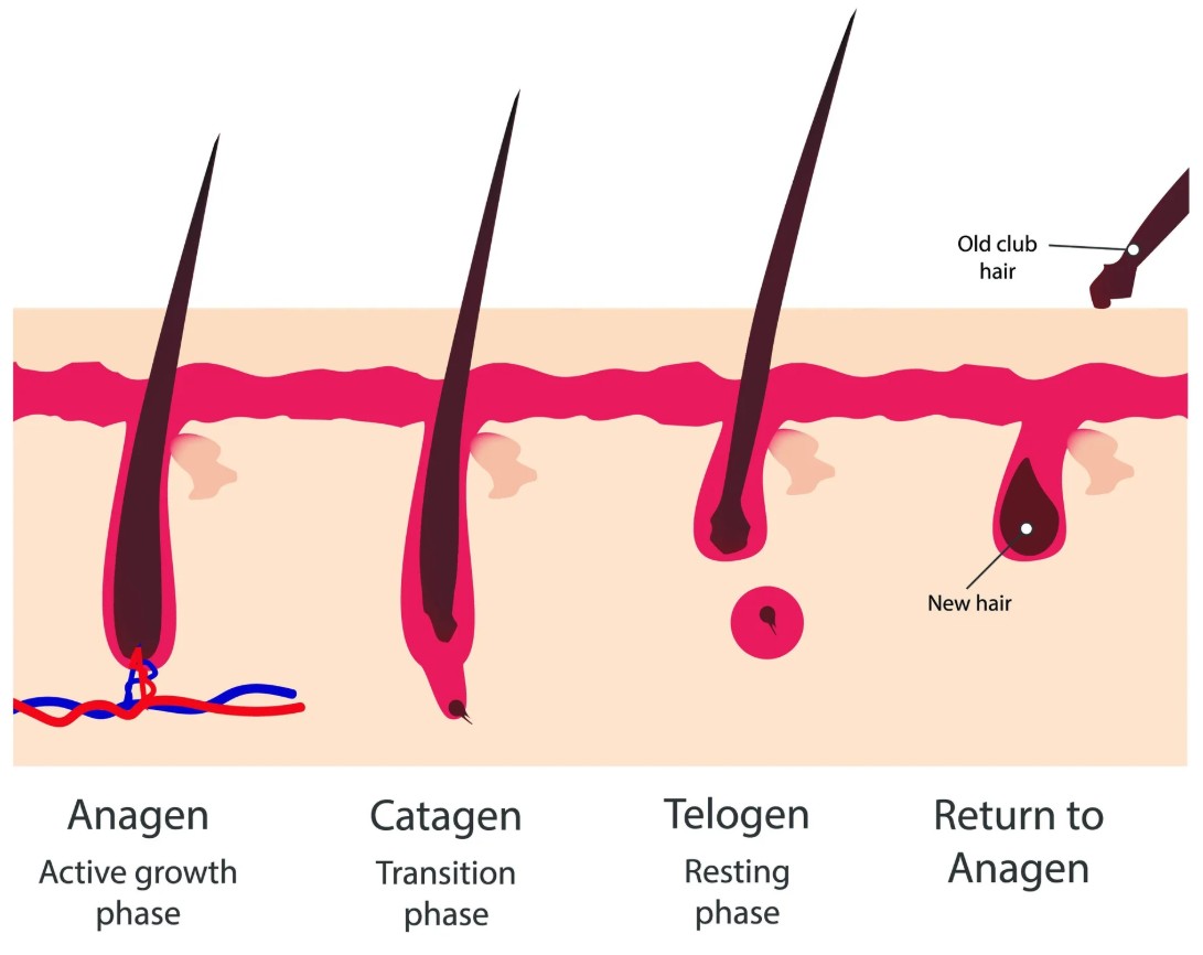 2026-03-21 11_08_20-hair_growth_phase.webp (1920×1572).png