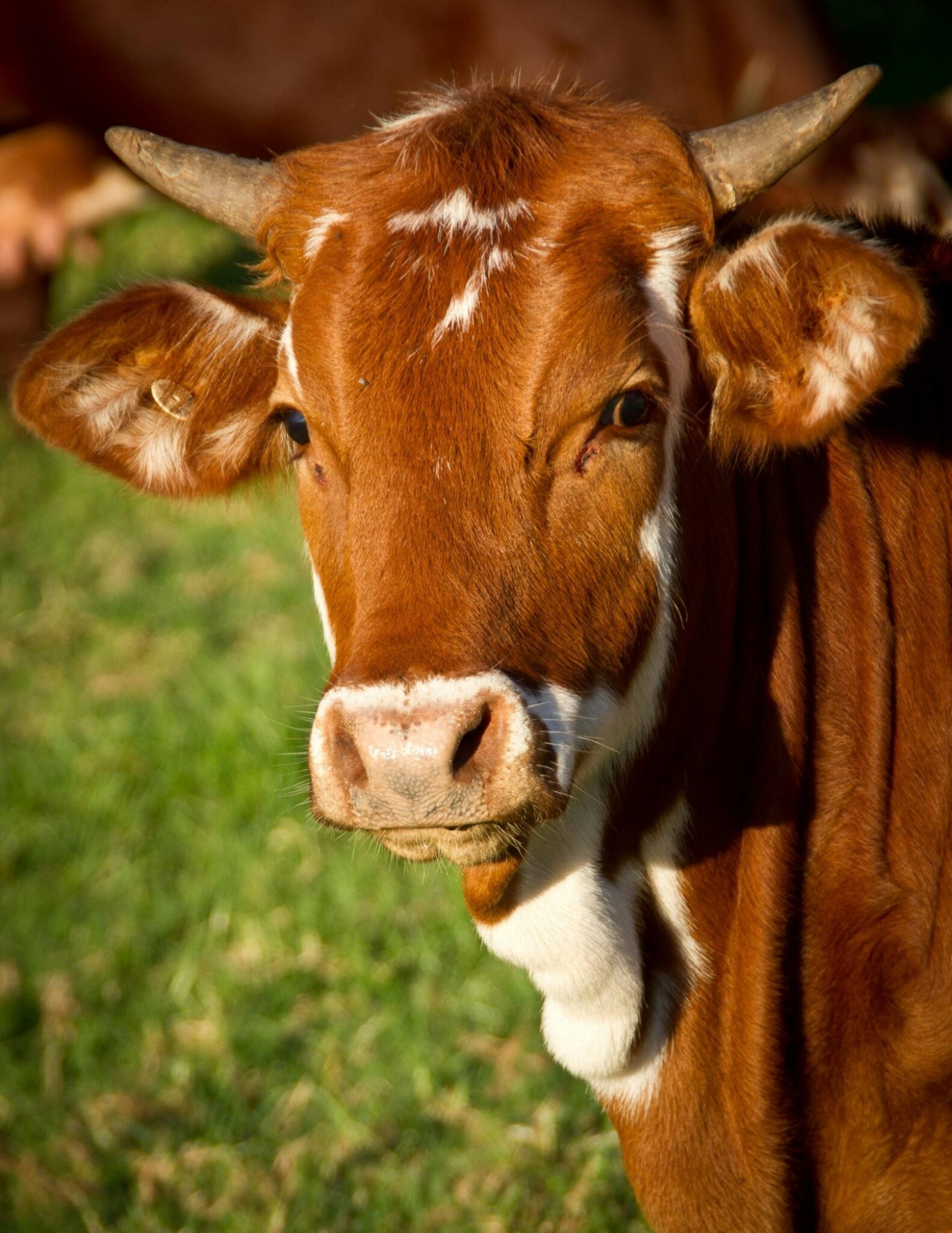 What is Kefir?