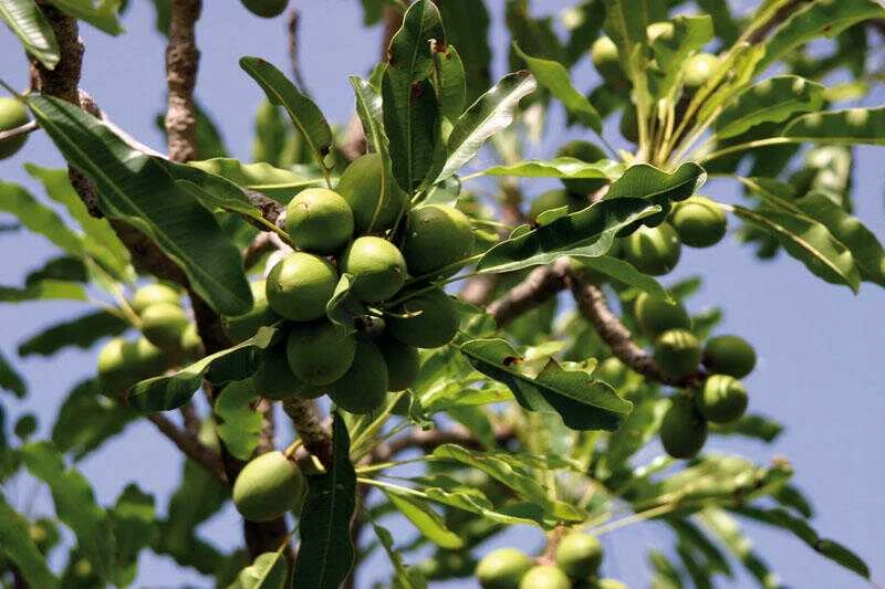Shea Butter: Benefits & How to Use